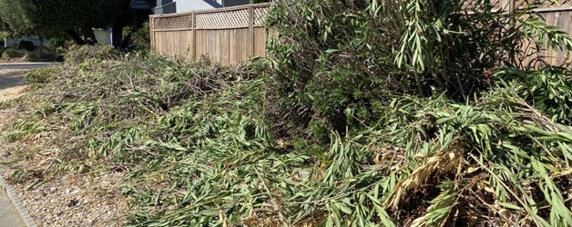 Yard Clean Up Lafayette CA