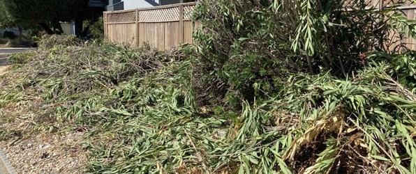 Green Waste Removal Danville CA